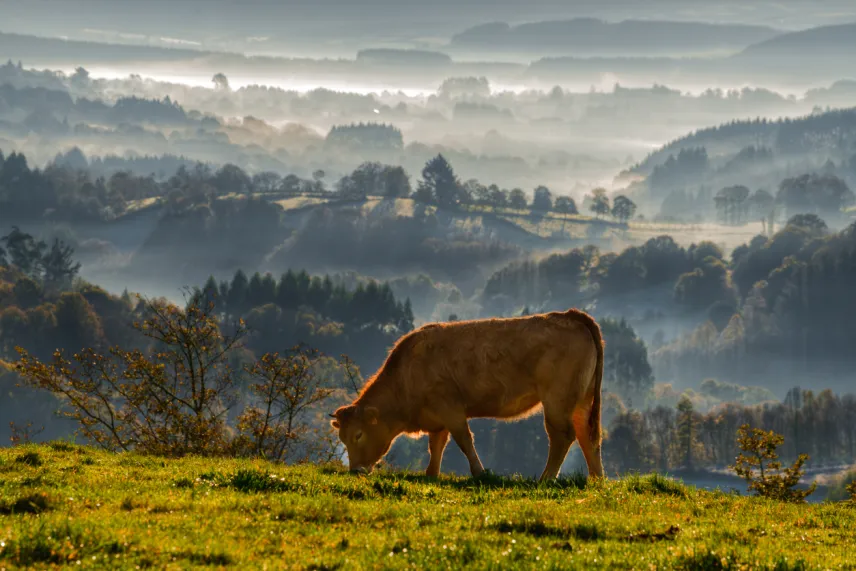 Galicia